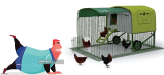 report_chickens_5May2018
